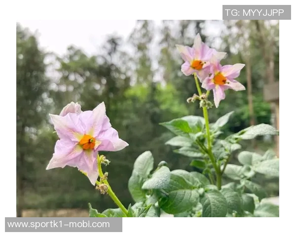 今日趣图：土豆开花的奇妙瞬间与枪手夺冠的美好期待